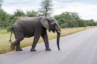 olifant steekt de weg over van ChrisWillemsen thumbnail