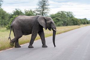 olifant steekt de weg over