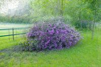 Rhododendrons pittoresques dans le Brabant occidental : une merveille photographique