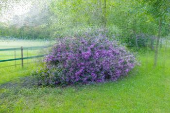 Rhododendrons pittoresques dans le Brabant occidental : une merveille photographique