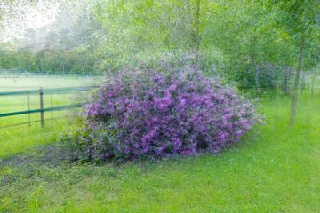 Schilderachtige Rododendrons in West-Brabant: Een Fotografie Wonder