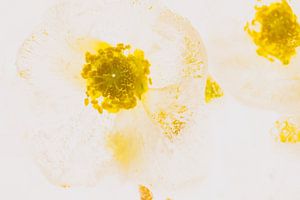 Christrose in Eis 2