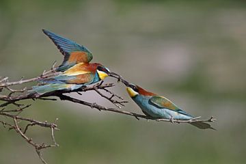 the male Bee-eater is feeding the female by LTD photo