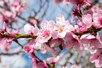 peach blossom