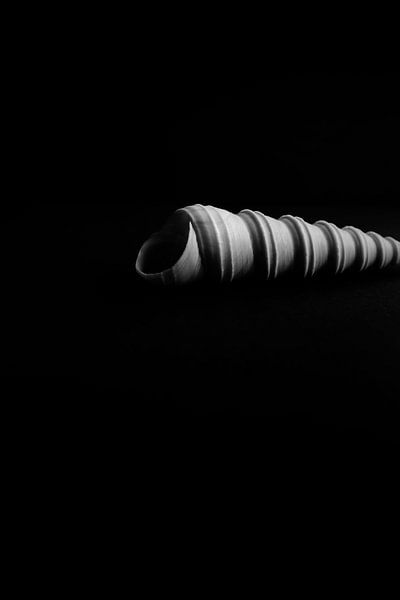 Minimalistischer Schwarz-Weiß-Druck der Muschel Turritella duplicata von ellenklikt