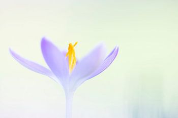 Krokus pastell