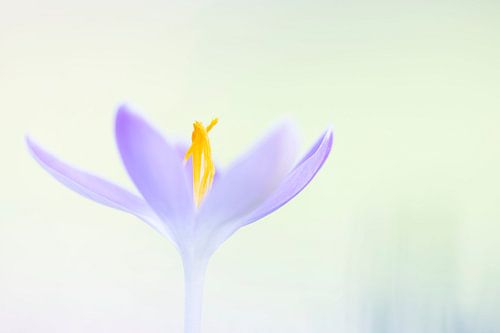 Crocus pastel