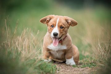 Corgi puppy van Sanne Harmsen