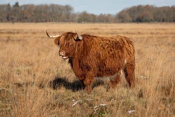 Herkauwende schotse hooglander koe in de natuurlijke winterse omgeving van KB Design & Photography (Karen Brouwer)