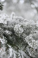 Spar under a white blanket