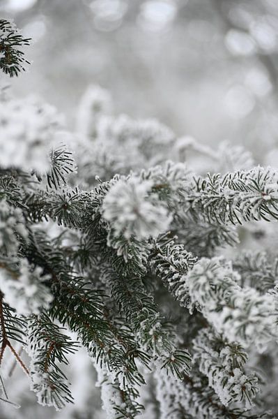 Spar under a white blanket by Fotografie Schnabel