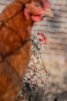 Chickens in formation