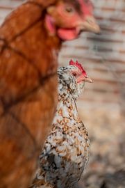 Chickens in formation by Selwyn Smeets - SaSmeets Photography