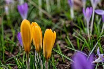Gelb und Grün im Frühling