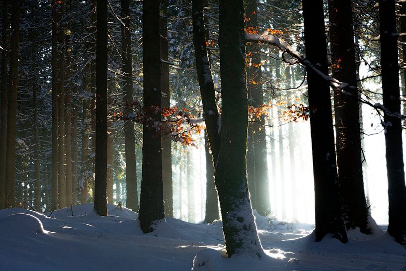 La forêt contre la lumière par Jürgen Wiesler