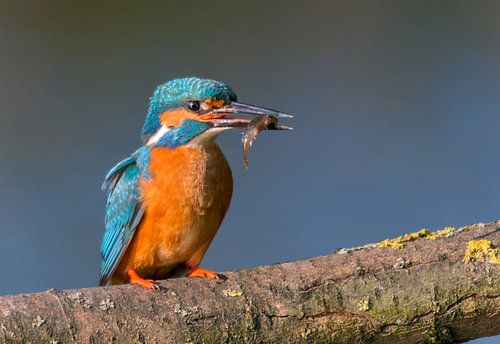Ijsvogel met visje
