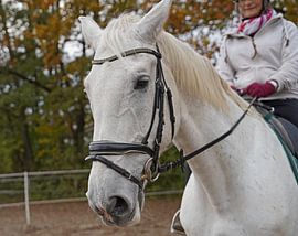 Training with the white horse on a riding arena in autumn