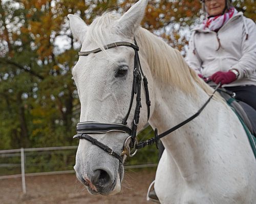 Training met het witte paard op een rijbak in de herfst