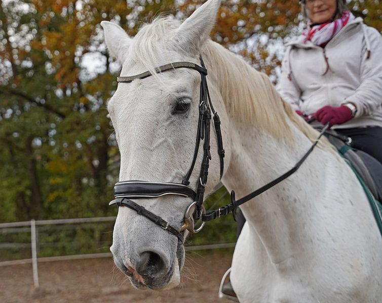 Training mit dem weißen Pferd auf einem Reitplatz im Herbst von Babetts Bildergalerie