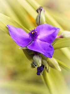 Eintägige Blume