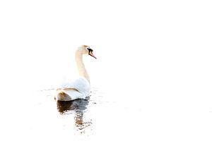 Mute swan by Ronald Zimmerman