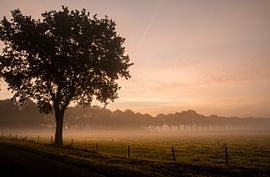 Ochtendmist met zonsopkomst in de herfst by Saskia Smulders