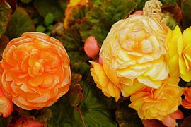 gelbe und orange farbene Blüten