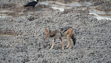 Black-backed jackal in Namibia, Africa by Patrick Groß