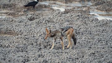 Manteljakhals in Namibië, Afrika van Patrick Groß