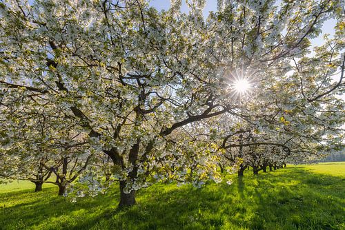 Spring sunshine in the cherry tree grove