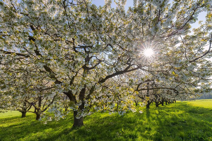 Spring sunshine in the cherry tree grove by Daniela Beyer