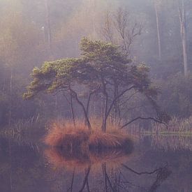 Image miroir du Bonsaï sur Loris Photography