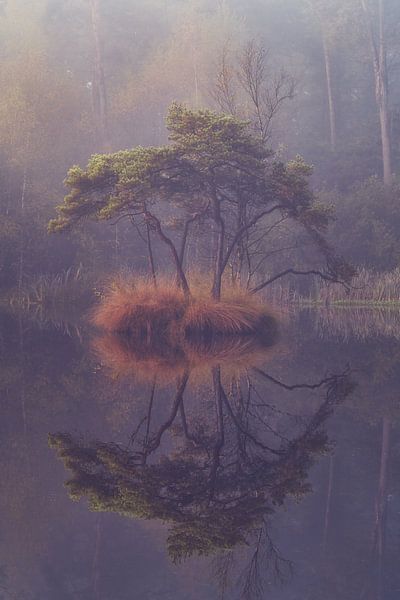 Image miroir du Bonsaï par Loris Photography