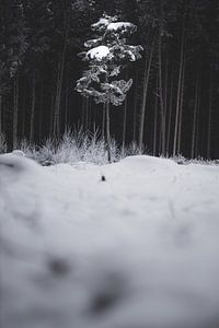 Solo in de sneeuw van Matthias Ettinger