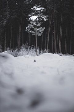 Solo in de sneeuw