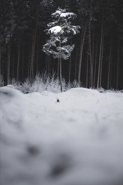 Solo in the snow by Matthias Ettinger