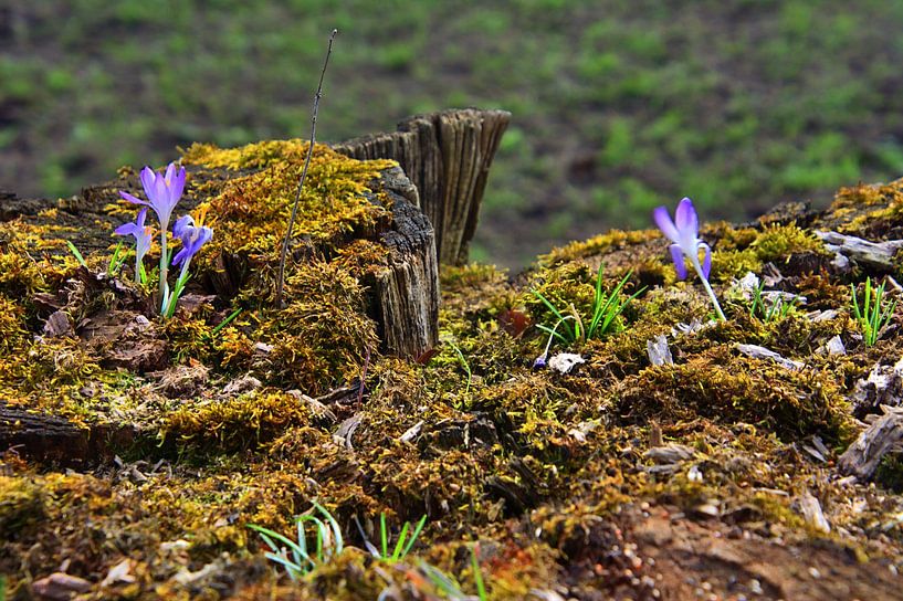 Boomstam met krokusgroei van Edgar Schermaul