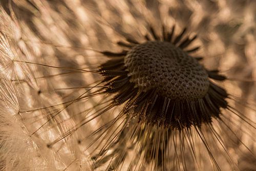 Warme bruin en champagne tinten: Het hart van een pluizenbol