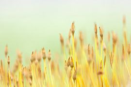 Muursterretjes von Teuni's Dreams of Reality