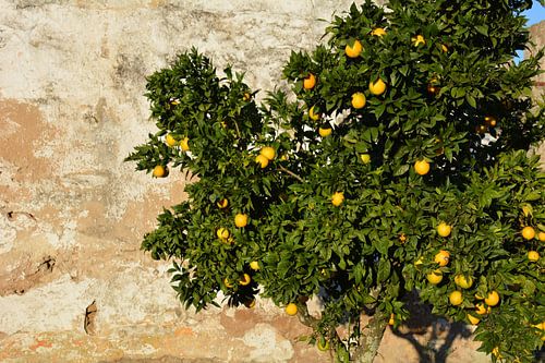 Citrusboom tegen oude muur Alentejo Portugal
