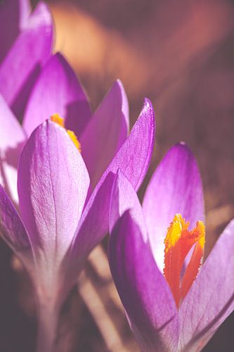 Paarse lente bloemen. De krokus