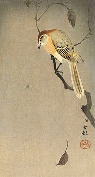 Buffalo wing shrike and spider (1900 - 1930) by Ohara Koson van Studio POPPY