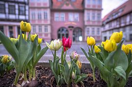 Tulpen in Quedlinburg von Patrice von Collani