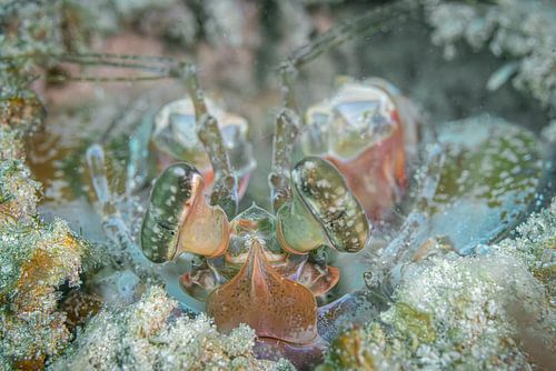 Peacock mantis shrimp
