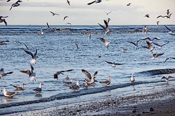 Katwijk aan Zee series - Blue Sea
