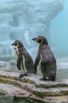 Humboldt Penguins by Achim Prill