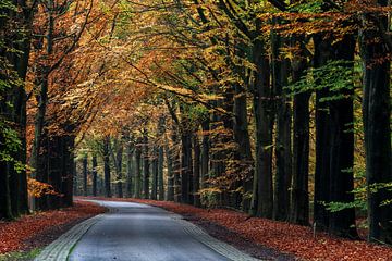 Autumn forest Gasselte with road by R Smallenbroek