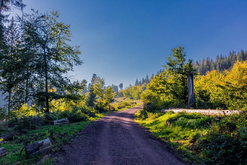Herbstliches Ambiente am Rennsteig von Oliver Hlavaty
