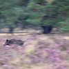 Wild zwijn rent door de paarse heide van Barbara Brolsma