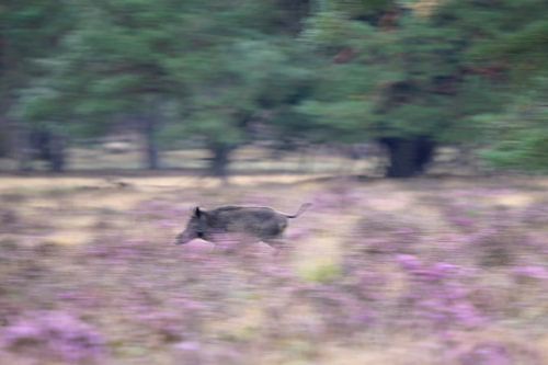 Wild zwijn rent door de paarse heide